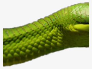Smooth Green Snake Clipart Italian - Western Green Mamba #8092066