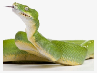 Green Tree Python #8092151
