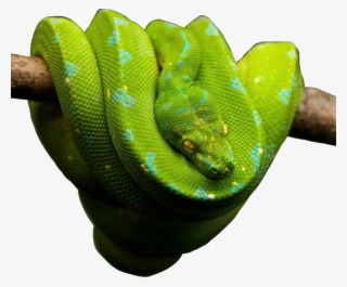 Snake Snakes Snakeu Reptiles Reptile Green Freetoedit #8092625 Snake Snakes Snakeu Reptiles Reptile Green Freetoedit #8092625