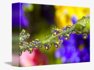 Water A Flower Stem By Design Pics - Dew #8095642