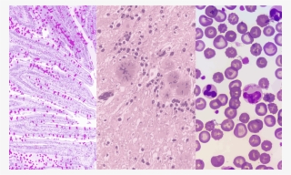 Systems Biology Of Robustness And Homeostatic Mechanisms - Circle #8095702 Systems Biology Of Robustness And Homeostatic Mechanisms - Circle #8095702