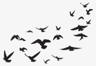 Birds Sticker - Picsart Png Stickers #8095948