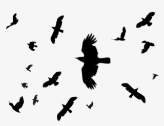 Black Birds Png - Instagram Killer Writes #8096035