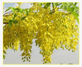 Cassia Fistula #8096490