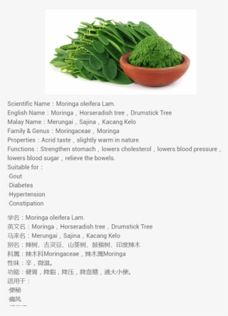 13 X Tea Bags - Moringa Poudre #8097744