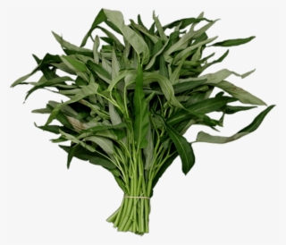 Download - Kang Kong #8098370