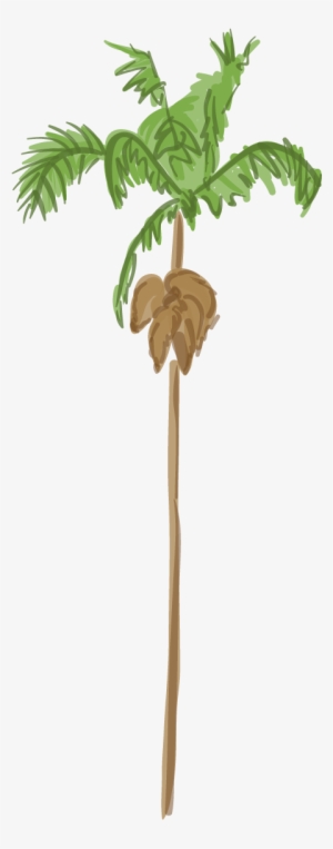 Canary Island Date Palm - Palm Tree #810173