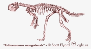 Psittacosaurus Mongoliensis Color Pencil - Skeleton #810799