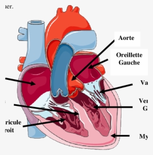 Représentation Anatomique Du Coeur - Representation Du Coeur #812565