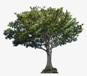 Apple Tree Png - Arbol Laurel Png #812646