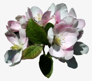 Apple Blossoms - Apple Tree Blossom Png #813200