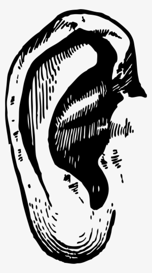 Ear Clipart - Ear Transparent #813201