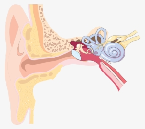 Different Types Of Loss Value Care - Ear Anatomy Png #813681