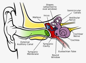 Anatomy Ear - Hearing System In Human #813742