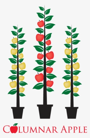 Heavy Cropping - Apple #813809 Heavy Cropping - Apple #813809