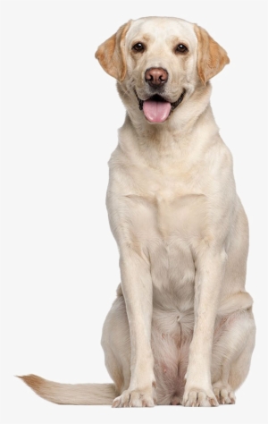 Labrador Retriever Png High-quality Image - Keep Calm And Love Your Labrador #818292