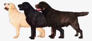 Labrador Retriever #818395