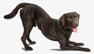 Labrador Retriever - Black Lab Transparent Background #818485