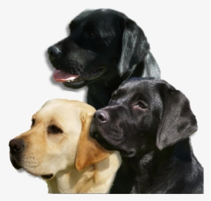 Labrador Puppies South Australia - Labrador Retriever #818507