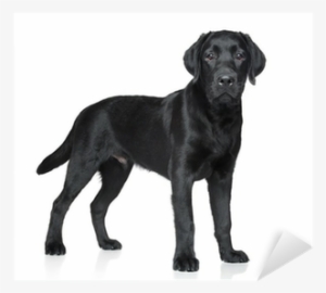 Black Labrador #818538 Black Labrador #818538