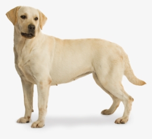 Go To Image - Labrador Puppies For Sale In Mysore #818618