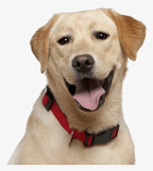 Golden Retriever - Smart Dog Beds #818748