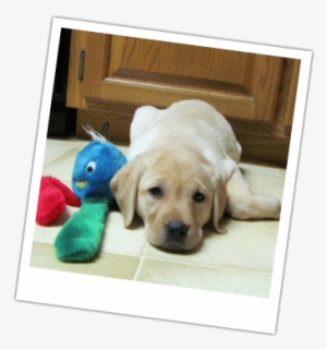 One Of Our Previous Puppies - Labrador Retriever #819005