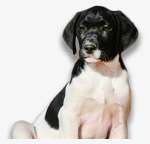 Hybrid Retrievers - Labrador Retriever #819010