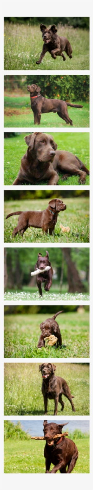 Chocolate Labrador Retrievers ➸ Anhur ➳ Male, Multi-generation - Tresura Psa - Poradnik Dvd #819109