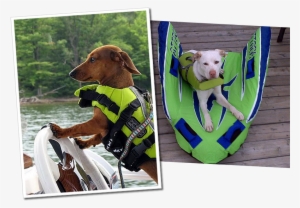 Dachs Labrador Green - Weiner Dog Life Jacket #819112