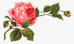 Red Roses Border Png Victorian Vintage Roses On A Branch - Rosa Png #819134