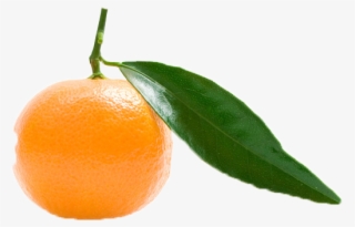 Citrus Fruit Png Royalty Free High Quality - Rangpur #8103881