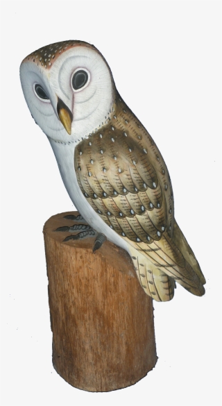 Log In To Your Account - Barn Owl #8106348