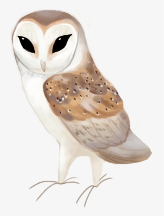 Western Barn Owl Tyto Alba - Barn Owl #8106476