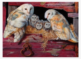 Barn Owls #8107181