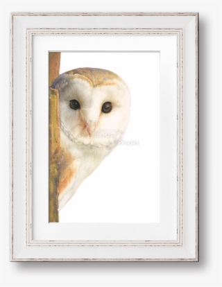 Image Of Minerva, The Barn Owl - Picture Frame #8107278