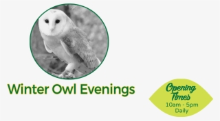 Our Winter Owl Evenings Are Back And The Perfect Reason - Windows Live Messenger Mobile #8107320