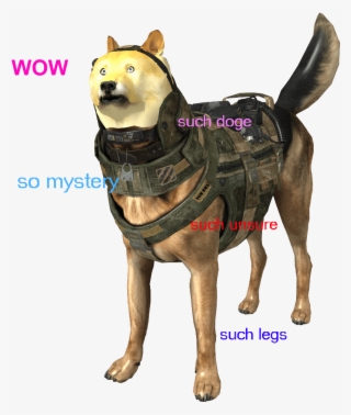 Some - Companion Dog #8108690