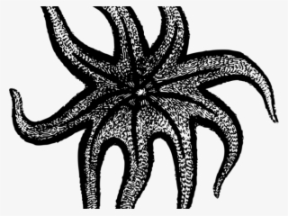 Starfish Clipart Sea Star - Sunflower Sea Star Drawing #8109648
