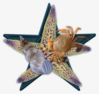 Sea Bio Barnstar Hires - Northern Pacific Sea Star #8109828