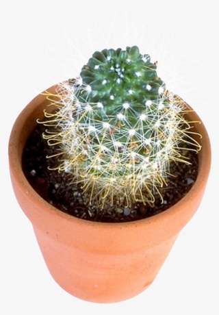 Prickly Pear - Flowerpot #8110951