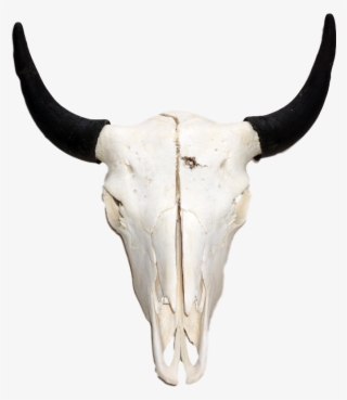 American Bison Skull Png #8111367