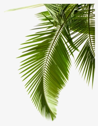 Leaf Pattern Tree Arecaceae Paper Palm Branch Clipart - Palm Leaf Black And White #8112236