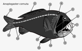 Professional Moron Explains This Fish - Pez Colmillo #8112420