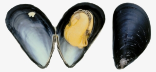 Blue Mussel #8112840