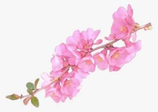 Clip Art Flower Overlay - Flower Overlays For Edits #8113015