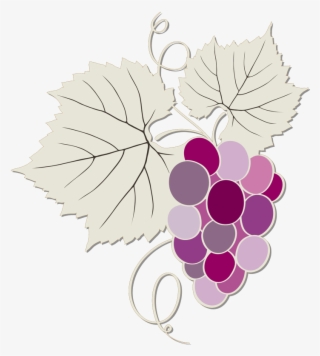 Our Wines - Grape #8113215