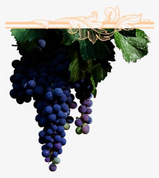 El Viñedo - Parra De Uvas Png #8113623