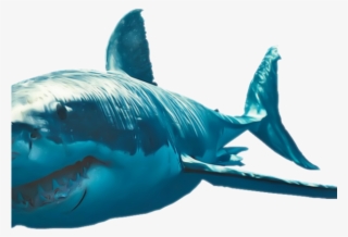 Great White Shark Clipart Sad - Great White Shark #8114095
