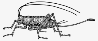 Raising Crickets For Protein - Cricket Clipart #8118431